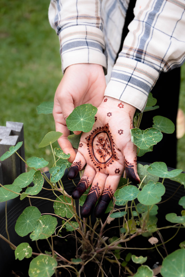 Eucalyptus Henna Cones